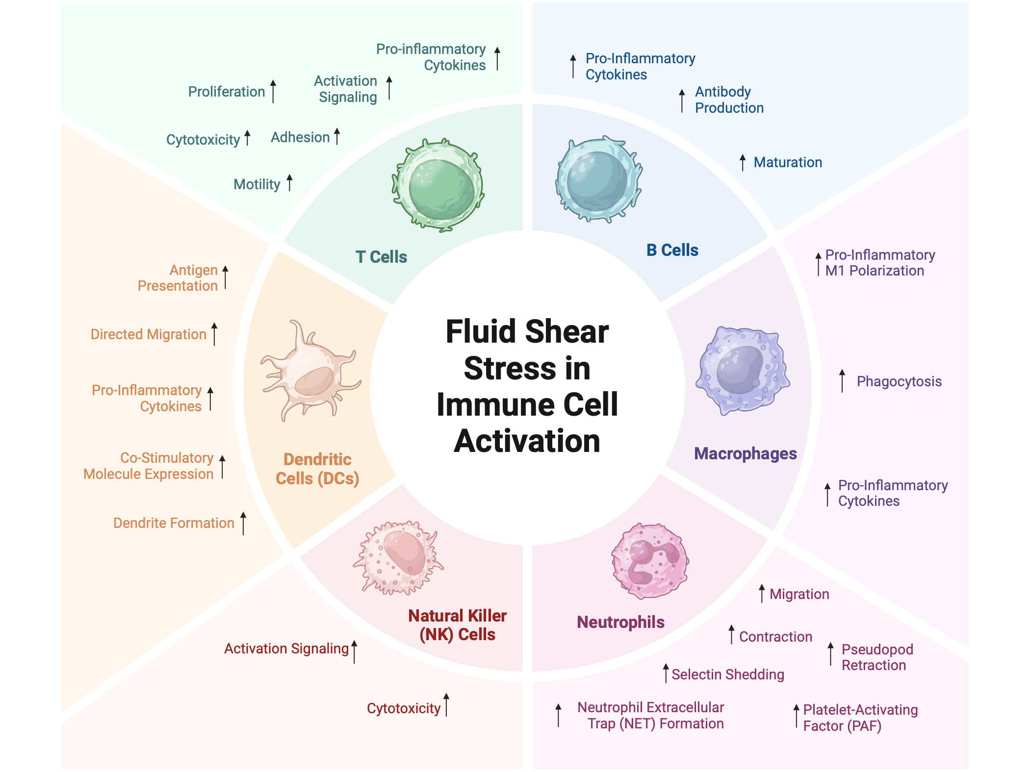IEEE Reviews in Biomedical Engineering 2025 graphical abstract