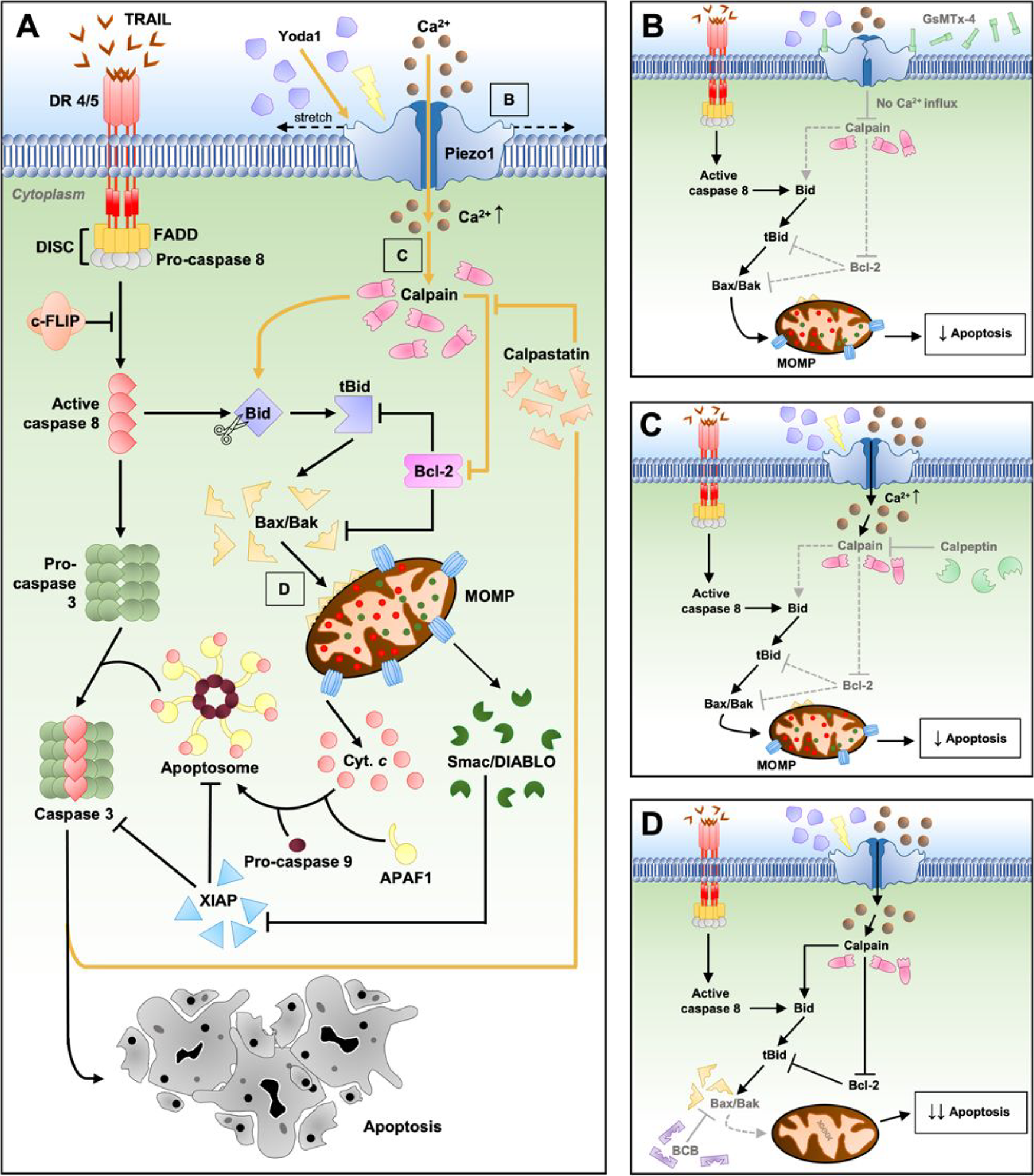 Sensitizing glioblastoma to apoptosis — figure