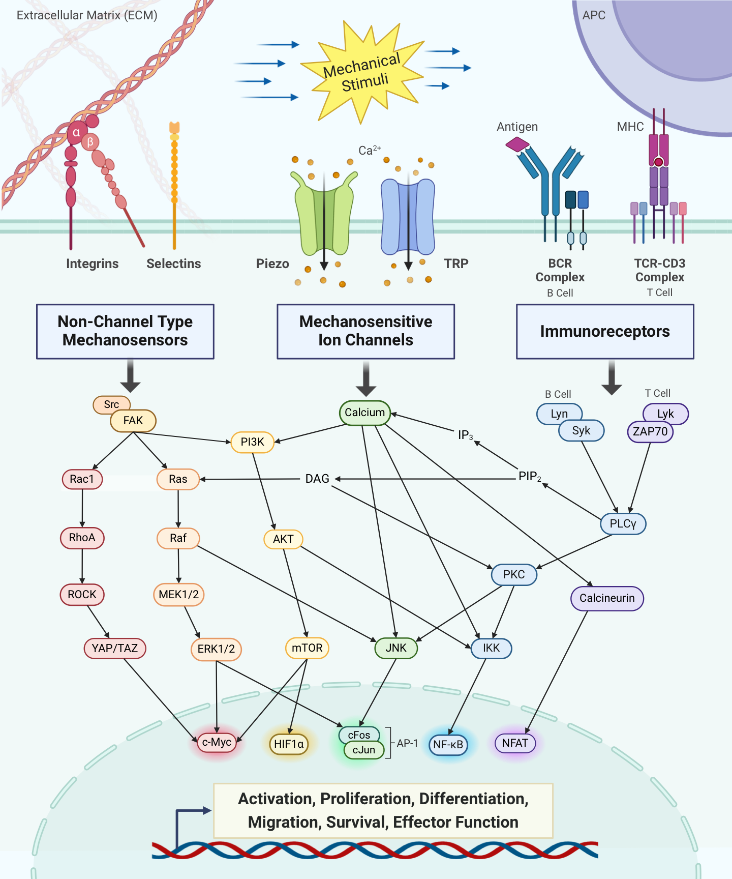 Membrane dynamics and predictive modeling of T cell signaling — figure