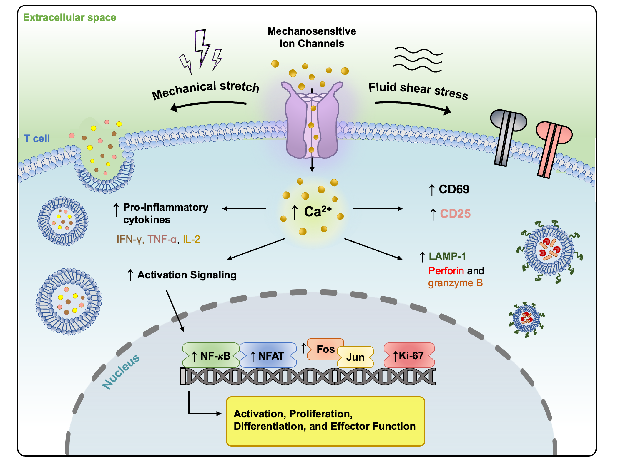Mechanical regulation of T cell activation — graphical abstract